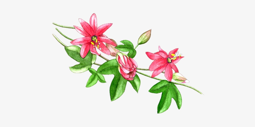 Passion Flower - Passion Flower Watercolor Png, transparent png download