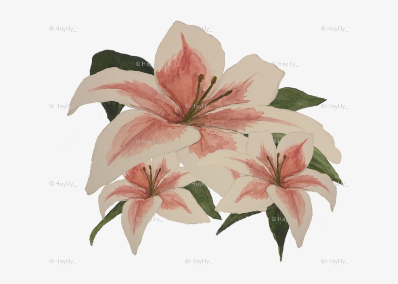 Stargazer Lily, transparent png download