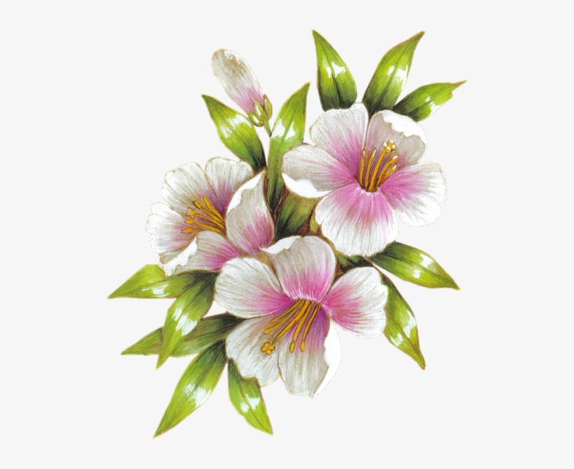 Lily, transparent png download