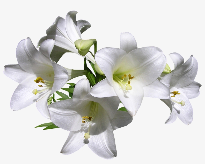 Lily, transparent png download