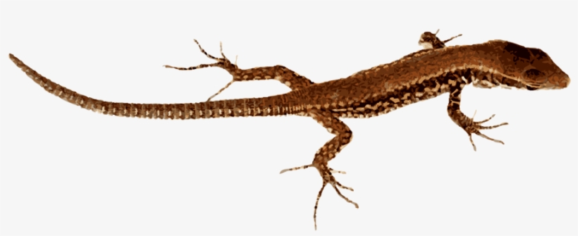 Lizard Png Pic - Lizard Png, transparent png download
