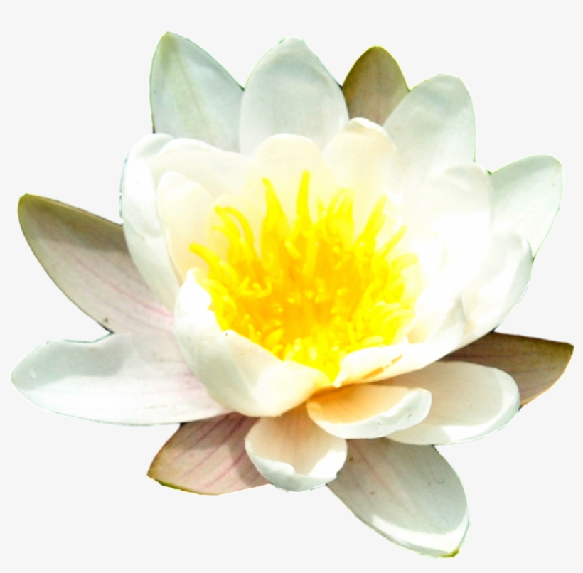 Water Lily Free Png Image - Anti Mosquito Spray 100 Ml., transparent png download