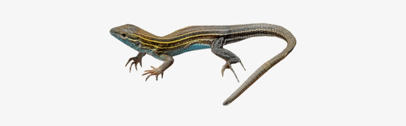 Imagenes De Lizard, transparent png download