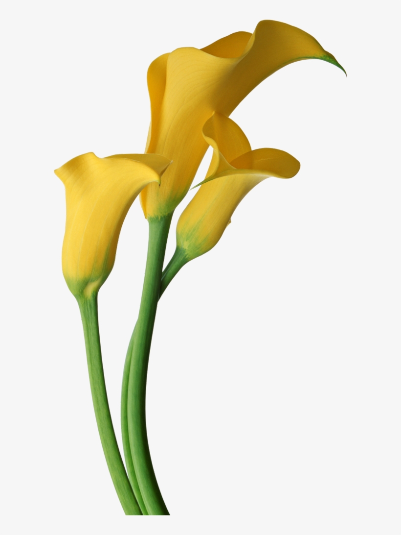 Yellow Transparent Calla Lilies Flowers Clipart - Calla Lily Flower Png, transparent png download