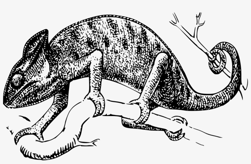 The Scientific Classification Of Chameleons Follows - Chameleon Clip Art, transparent png download