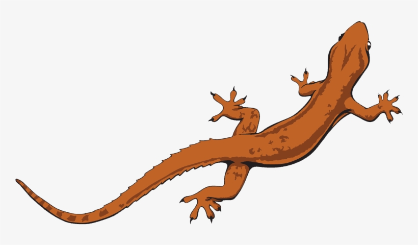 Lizard Png, transparent png download