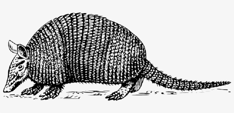 Picture Royalty Free Armadillo Clipart Drawn - Armadillo Clip Art, transparent png download