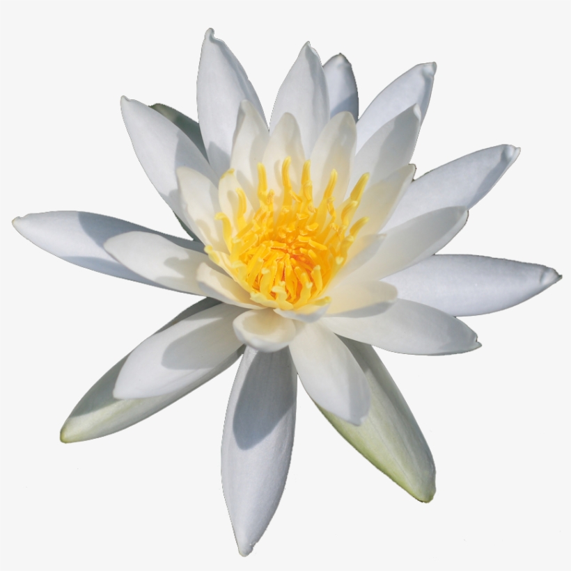 White Water Lily - White Water Lily Transparent, transparent png download