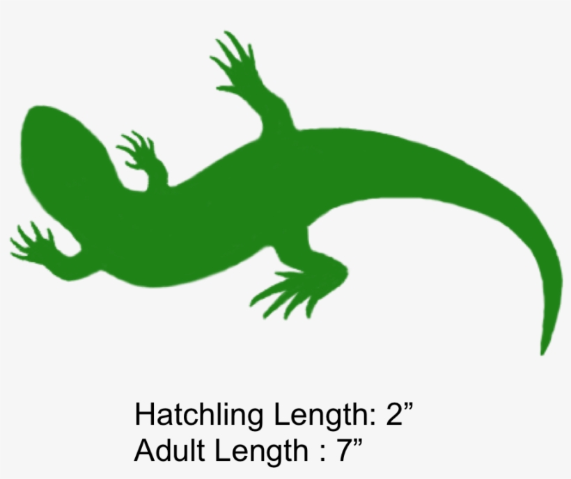 The Shaded Region Represents The Range Of The Eastern - Skink Graphic, transparent png download