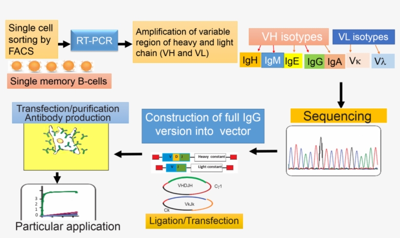 Recombinant Antibody Technology, transparent png download