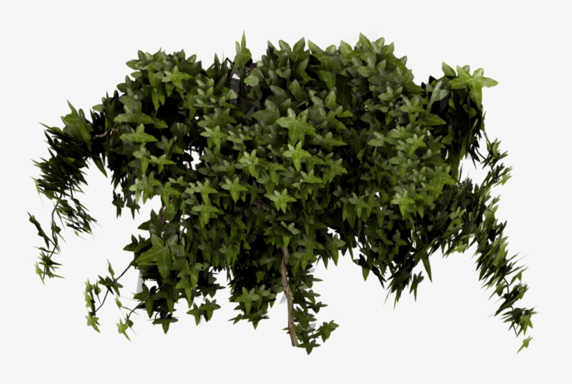 Ivy Transparent Png Clip Free Stock - Poison Ivy Transparent Plant, transparent png download