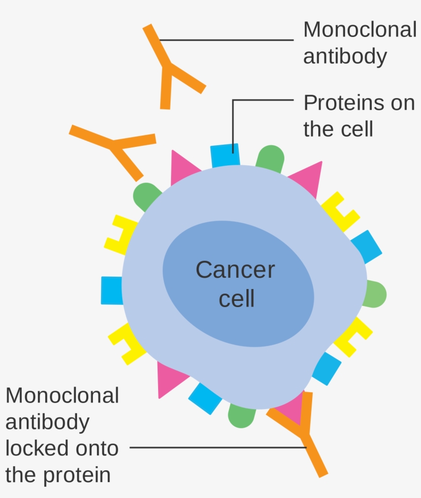 Open - Cancer Cell Monoclonal Antibody, transparent png download