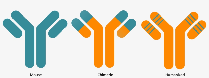 Antibody Humanisation - Antibody, transparent png download
