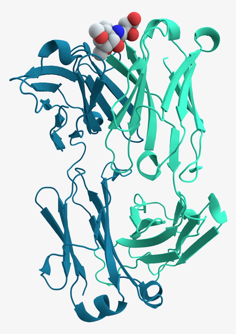 Mouse Cholera Antibody - Cholera Signalisation Cellulaire, transparent png download
