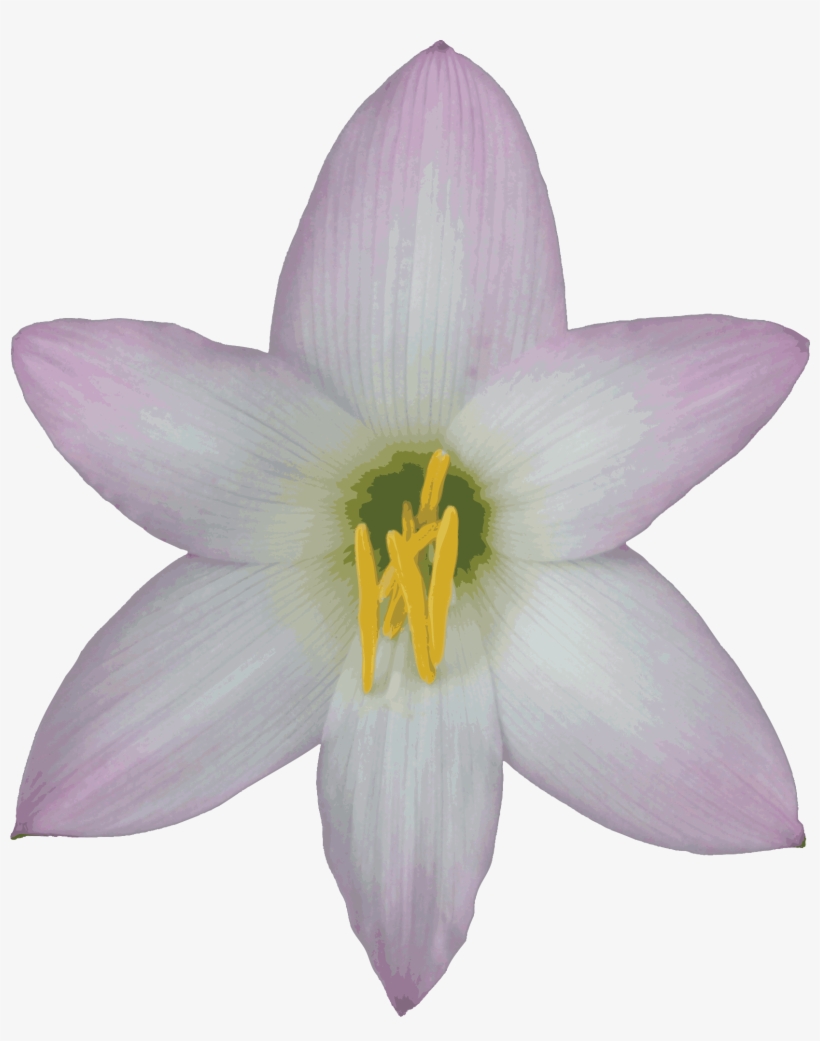 6 Kbytes, Pictures, Id - Lily Flower No Background, transparent png download