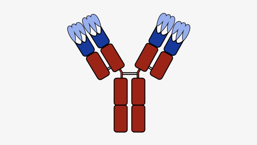 440px-antibody With Cdrs - Antibody Sketch, transparent png download