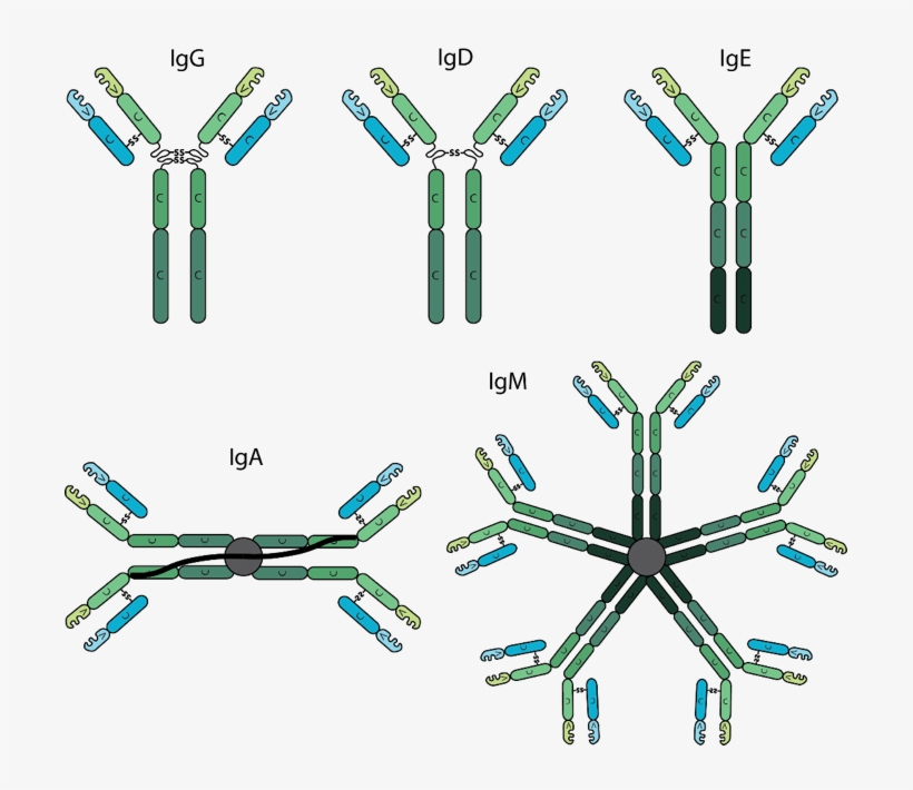 The Various Antibody Isotypes Differ In Their Biological, transparent png download