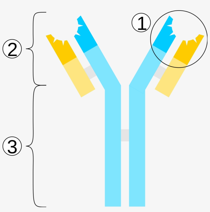 File - Antibody Scheme - Svg - Ig M, transparent png download