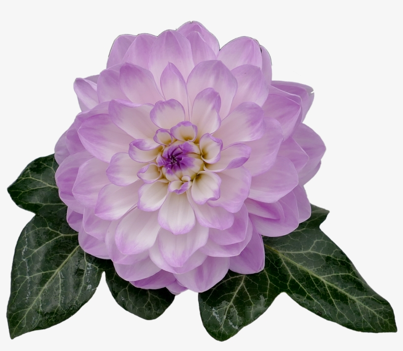 Dahlia,dahlia Leaf,isolated, - Dahlia Flower With Leaf, transparent png download