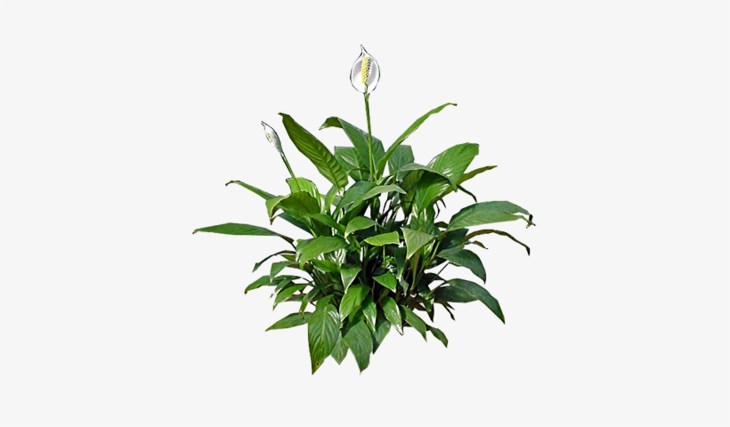 Peace-lily - Lily Plant Png, transparent png download