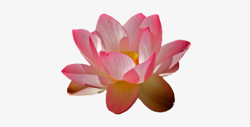 Water Lily Png File - Transparent Water Lily Png, transparent png download