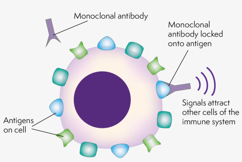 Shaped Monoclonal Antibodies Locking On To The Antigens Antibody Immune System Png Image Transparent Png Free Download On Seekpng