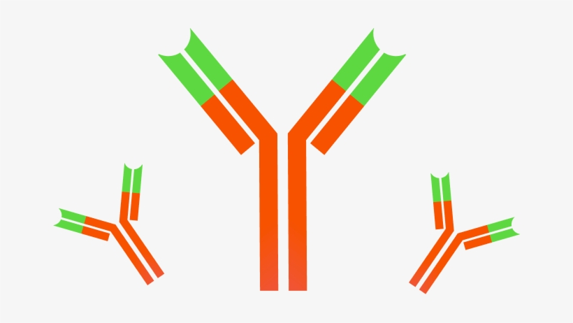 All Of These Methods Had Shortcomings Through Immune - Antibody Clipart, transparent png download