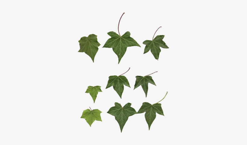 Mainpicture - Leaf, transparent png download
