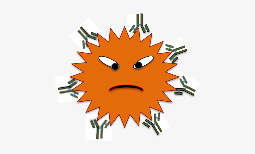 This Bad Guy, Invading Cell, Has Been Opsonized By - Antigen Antibody Reaction Gif, transparent png download