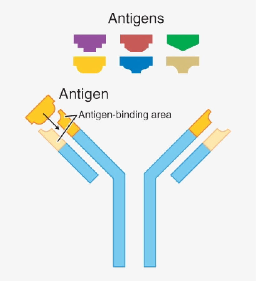 Antigens And Antibiotics, transparent png download