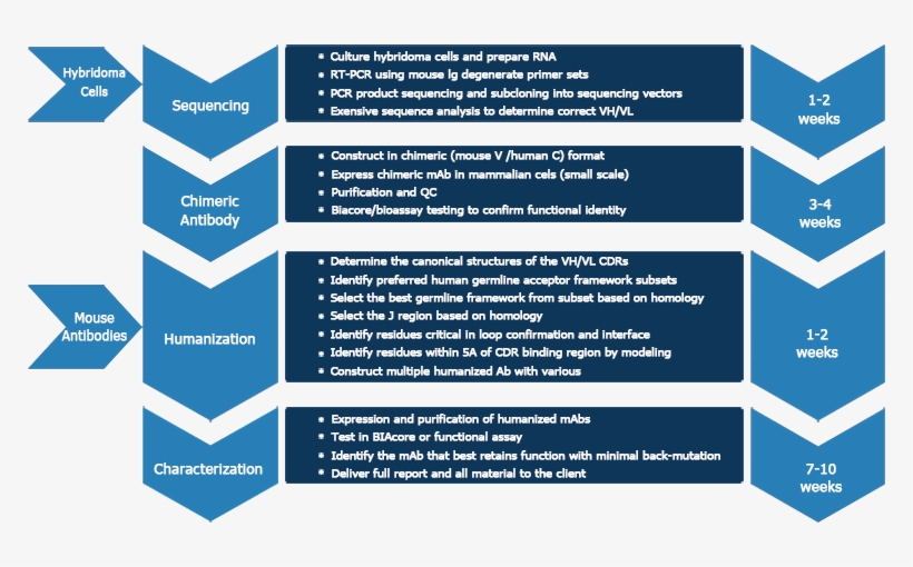 The Successful Rate Of Achieving Humanized Antibody - Antibody Humanization, transparent png download