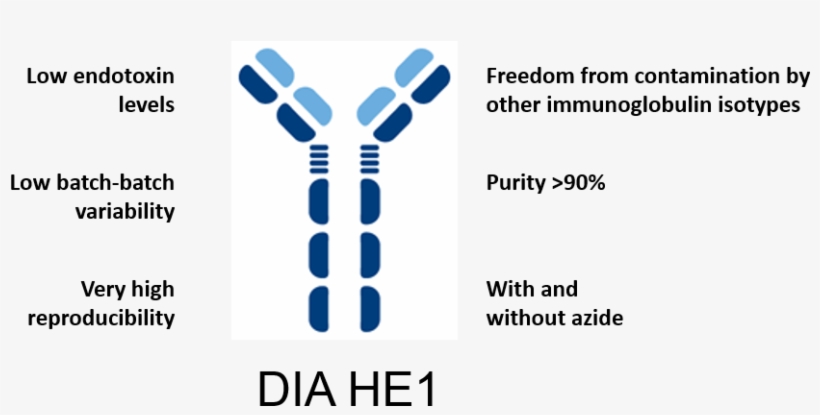 The Allergic Reaction Results From The Production Of - Calabria Nel Cuore, transparent png download