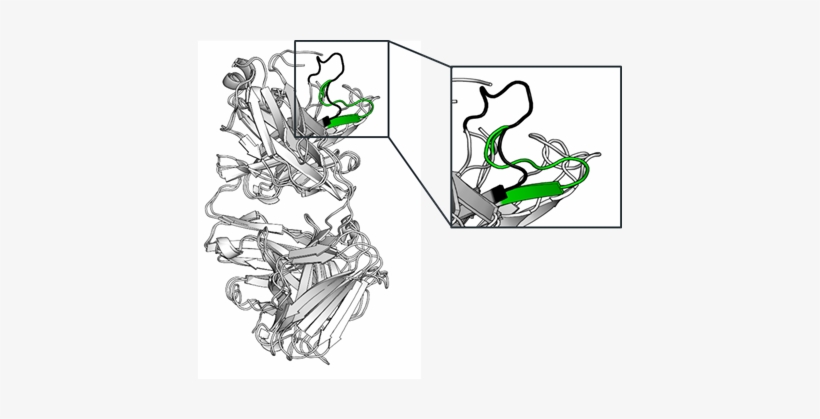 Southampton Scientists Discover How To See Antibodies - Illustration, transparent png download