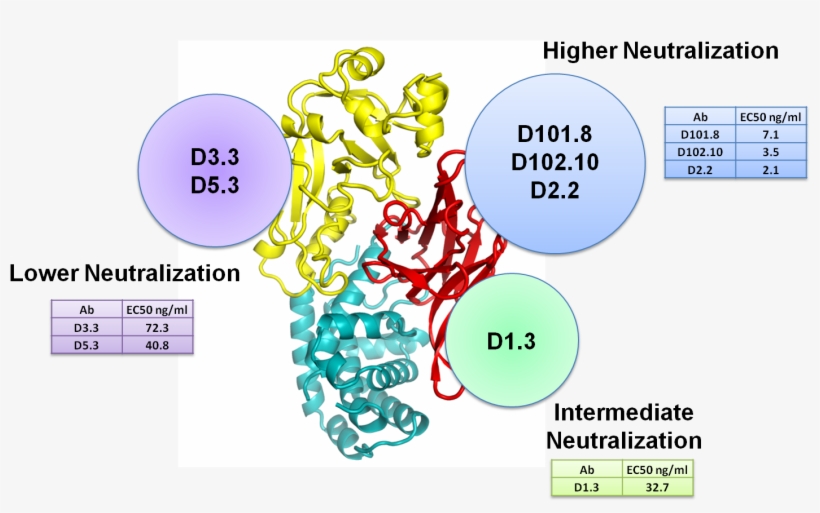 We Were Able To Characterize Three Groups Of Human - Diphtheria, transparent png download