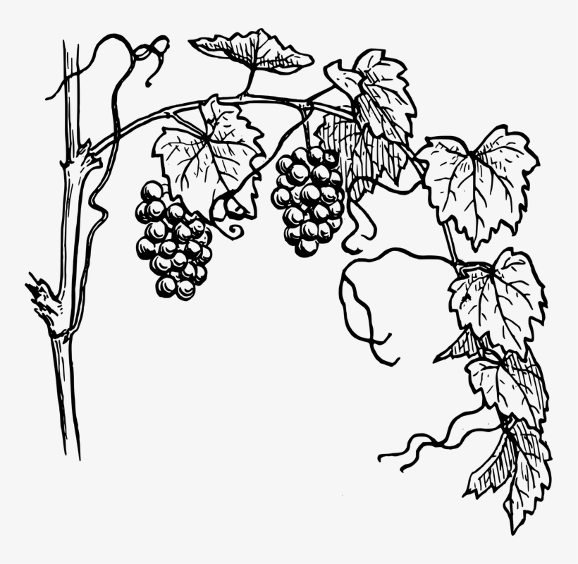 Drawn Vine Plant Stem - Grapevine Clipart, transparent png download