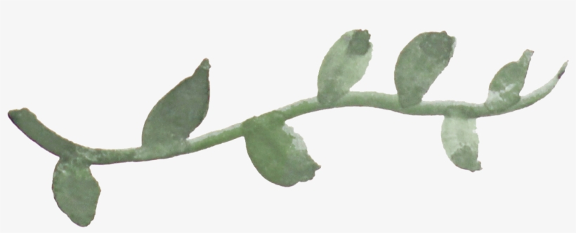 Vine, transparent png download