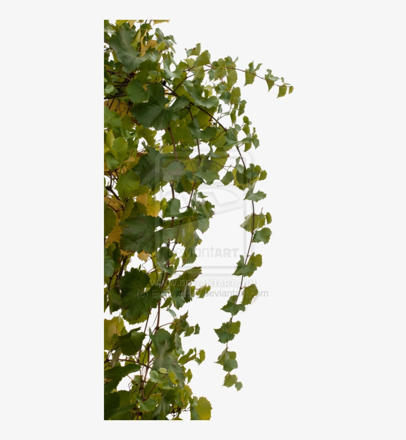 Vine Png Transparent, transparent png download