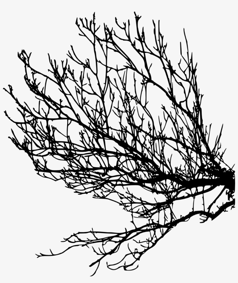 Tree Branch Silhouette Png Download - Three Branches Png Silhouette, transparent png download