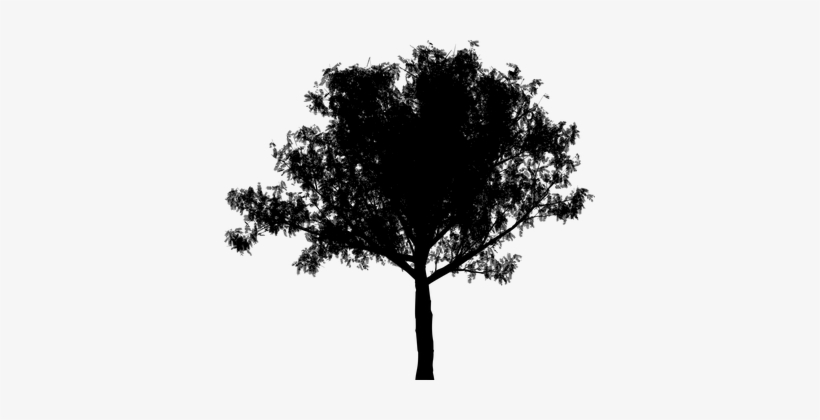 Tree, Plant, Nature, Silhouette - Couple Shadow Wallpaper Hd, transparent png download