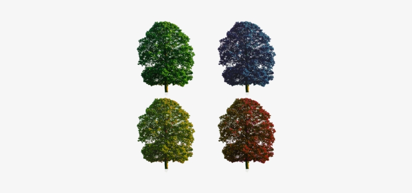 Tree Colored Tree Element, Tree, Nature, Vector Png - English Italian Bible No14, transparent png download