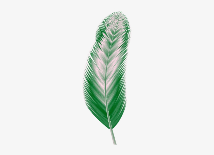 Vintage Feather Clip Art - Feather, transparent png download