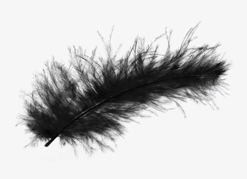 Free Png Feather Png Images Transparent - Transparent Background Black Feather Png, transparent png download