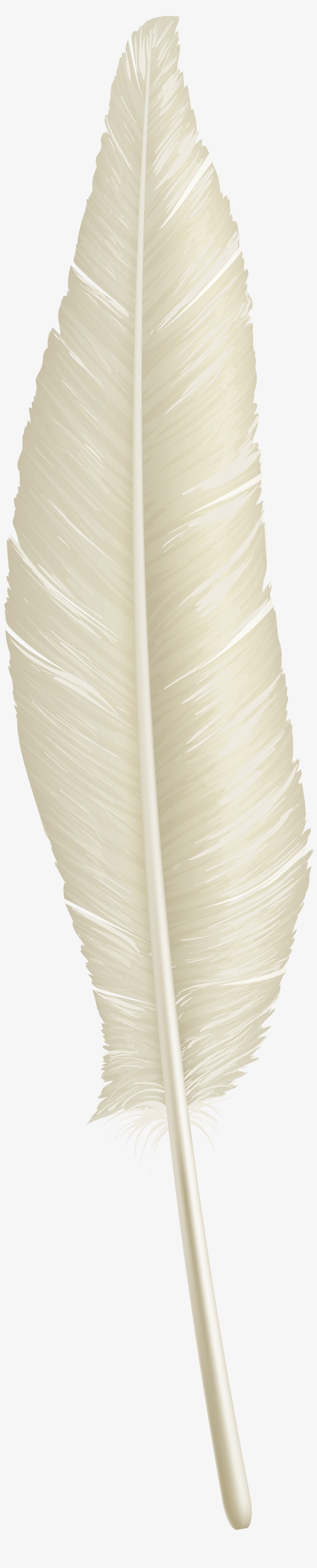 White Feather Png Download - Palm Tree, transparent png download
