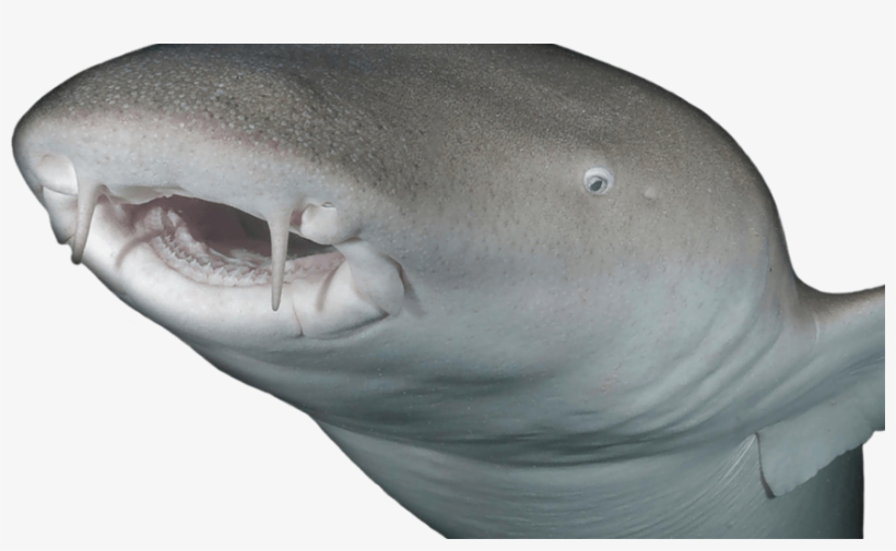 Shark Foreground 2 - Great White Shark, transparent png download