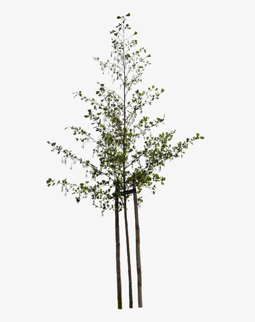 Cutout Trees - Pond Pine, transparent png download