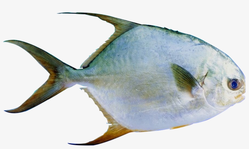 鲳 鱼 图片, transparent png download
