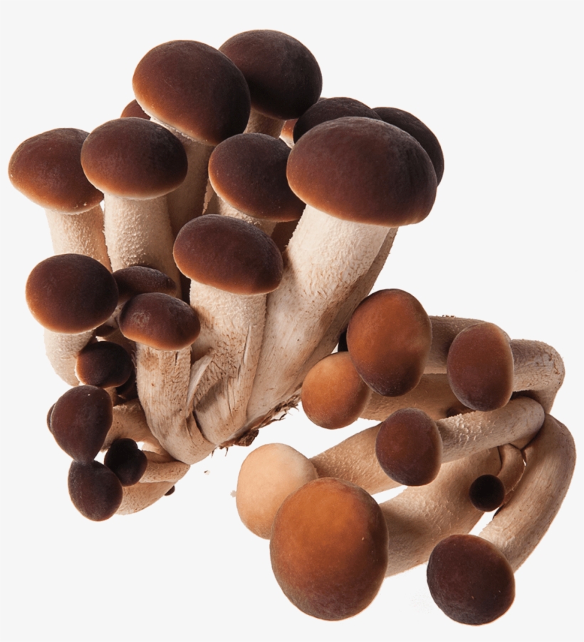 Pleurotus Eryngii, transparent png download