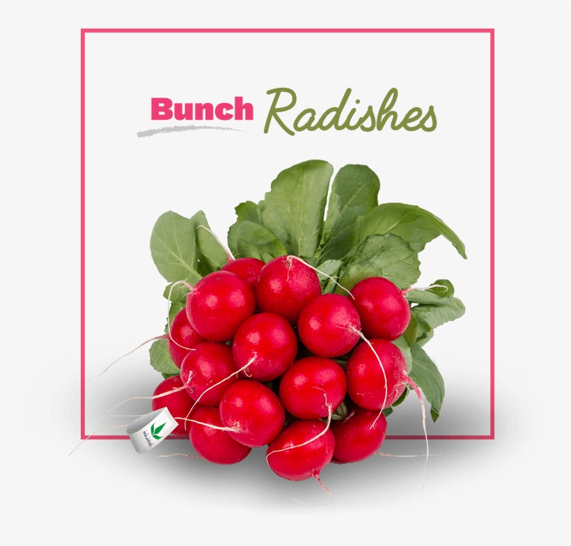 Radishes - Radish, transparent png download