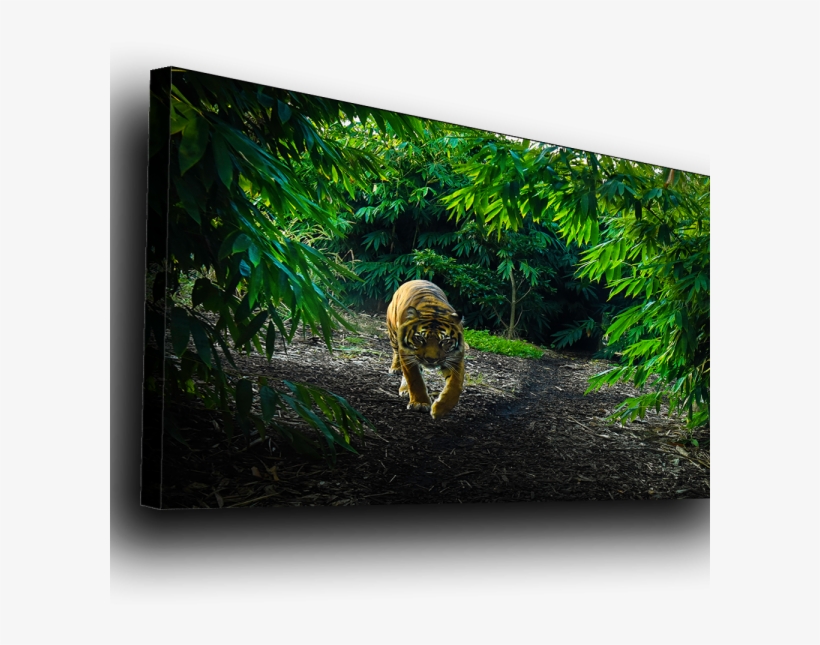 St Kilda Beach Rocks - Rainforest, transparent png download