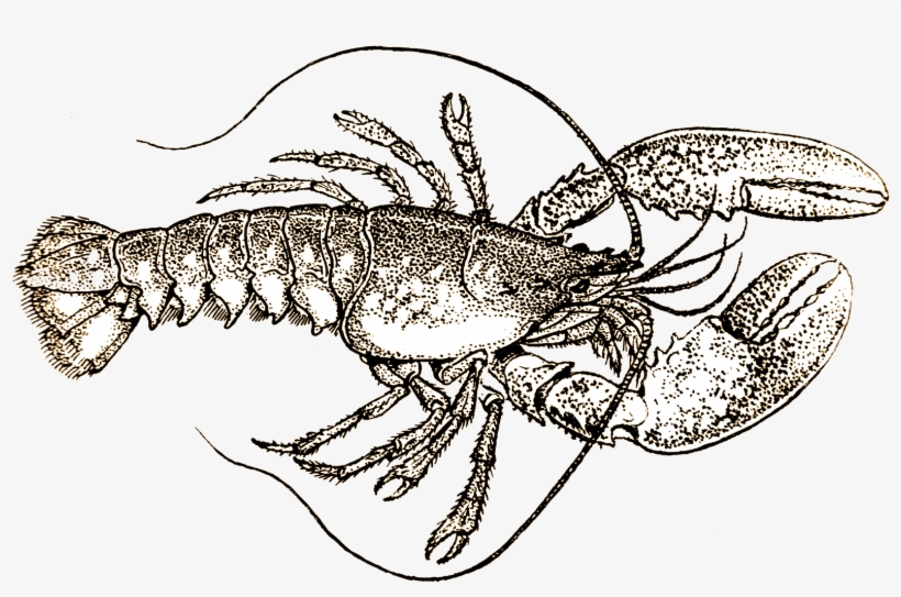 Drakes Fish And Chips - Lobster Black And White Drawing, transparent png download